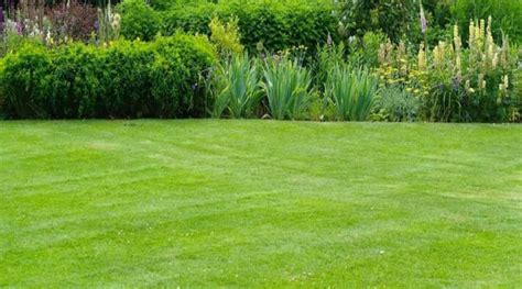 Газонная трава мини: главные преимущества, советы по выбору - «Поличка»