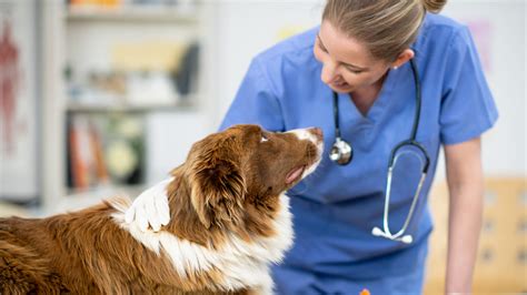 Лишай у собак: причини та лікування | Purina