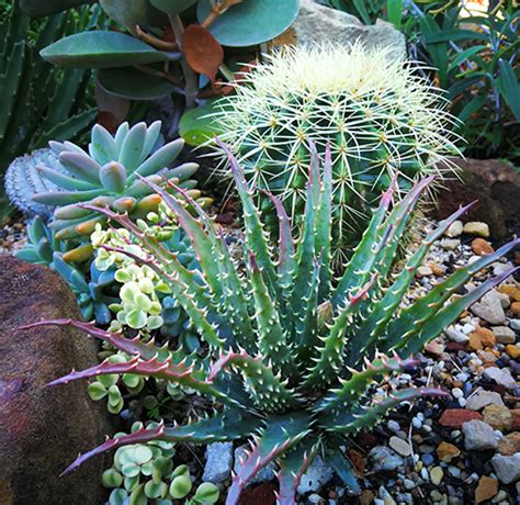 Aloe Echidna Aloe Au