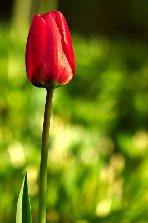 Bunga Tulip Merah Putih