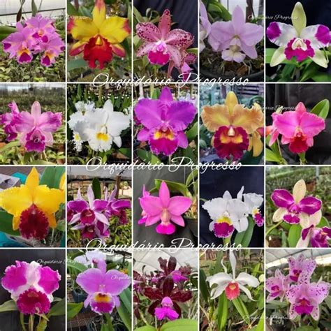 Kit 10 Mudas De Orquídea Cattleya Diversas Cores Lindas Parcelamento