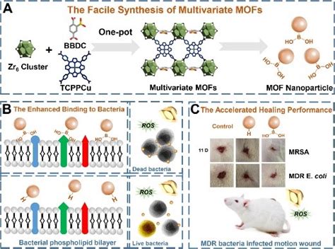 金属有机骨架mofs在多药耐药性细菌感染治疗中的应用取得新进展 生物通