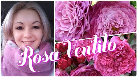 Роза ВЕНТИЛО - Ventilo праздник - YouTube