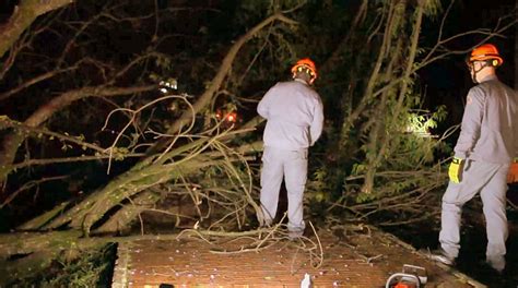 Chuva em Leme derruba mais de 20 árvores em 40 minutos e deixa 14