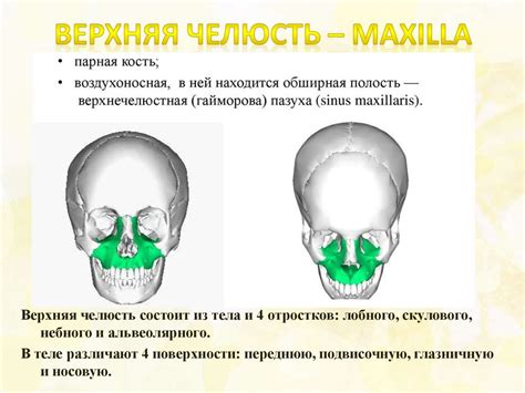 Скелет головы. Кости мозгового и лицевого отдела черепа - презентация ...