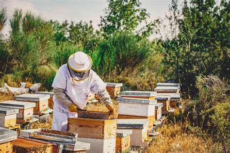 Honey Making › Go Batroun
