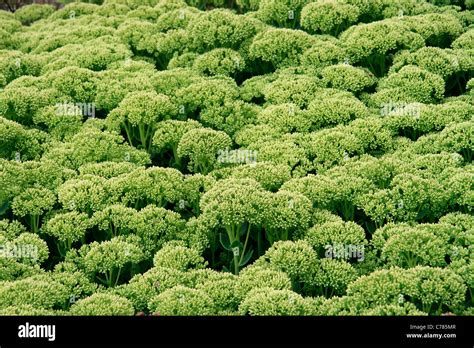 Showy Stonecrop Hi Res Stock Photography And Images Alamy