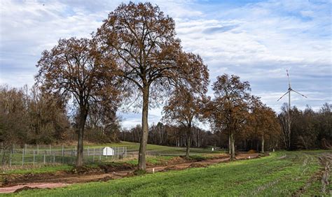 Rund 100 Jahre alte Winterlinden bei Elm müssen gefällt werden