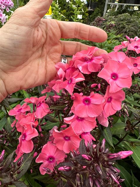 The many colors of garden phlox!... - Suncrest Gardens