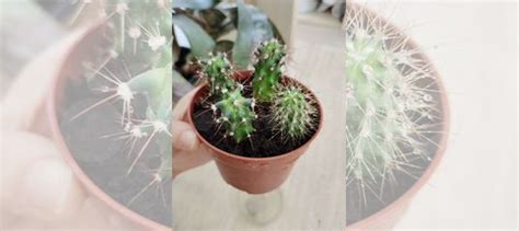 Кактусы купить в Самаре | Товары для дома и дачи | Авито