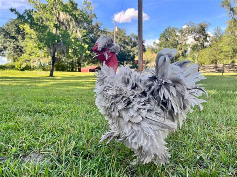 Meet Ernie My Silkie Frizzle Naked Neck Rooster R Mildlyinteresting