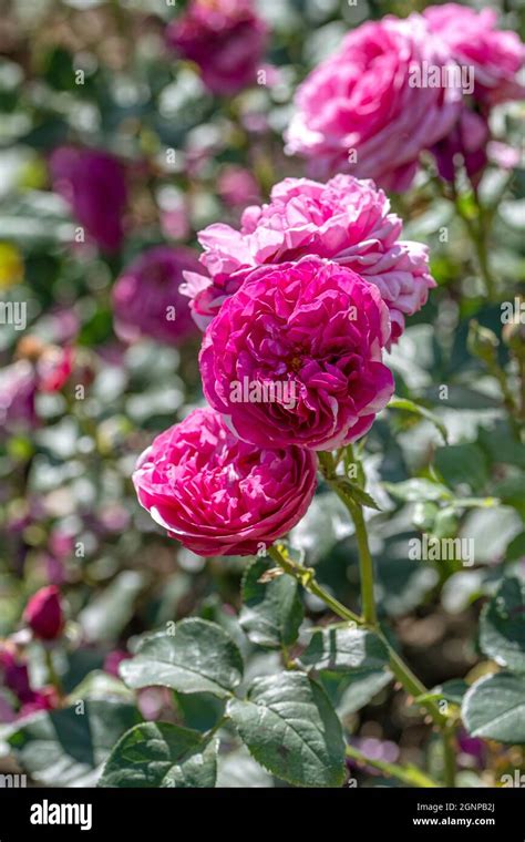 Rose Kaffe Fassett Rose (Rosa 'Kaffe Fassett Rose', Rosa Kaffe Fassett ...