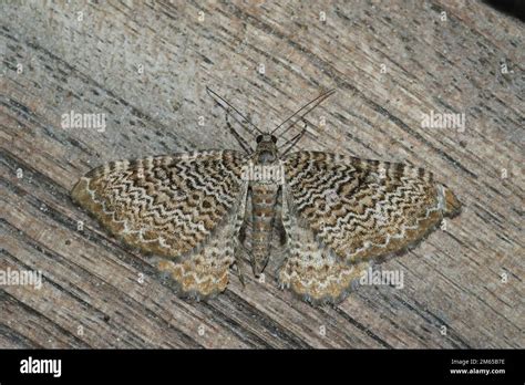 Detailed Closeup On A Beatiful Scallop Shell Geometer Moth Hydria