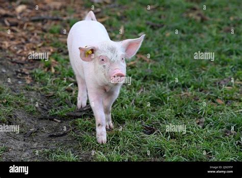 Pig Sus Scrofa Domesticus Piglet Stock Photo Alamy
