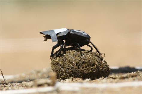 Celestial Navigation Dung Beetles Navigate By Snapshot Of The Stars