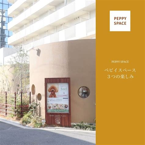 店内には保護猫との出会いの場も完備！ペット用品の通販サイト「ペピイ」がリアル店舗をオープン | Cat Press（キャットプレス）