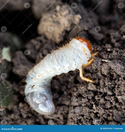 White Grub Larvae In Black Soil Background Stock Photo | CartoonDealer ...