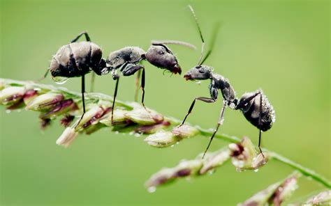 Wallpaper Alam Rumput Cabang Hijau Margasatwa Kawanan Terbang