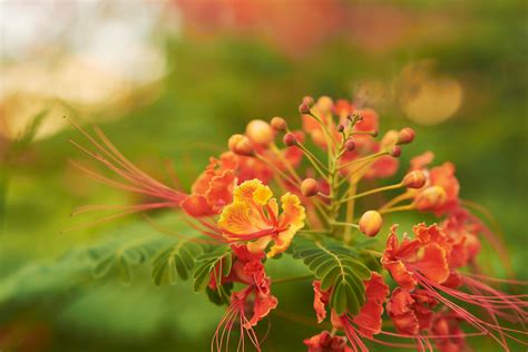 Summer delights: Tropical trees and flowers that beat the heat | Cyprus