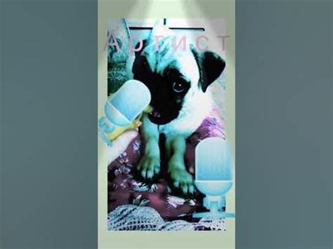 Собака🎤 артист 🎤 - YouTube