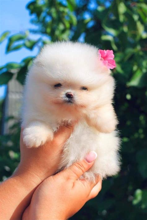 Pomeranian TOY Cu Pedigree Sibiu OLX Ro