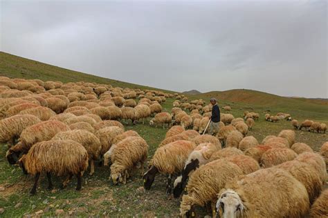 Afgan Oban Ba L K Paras I In Km Yol Geldi