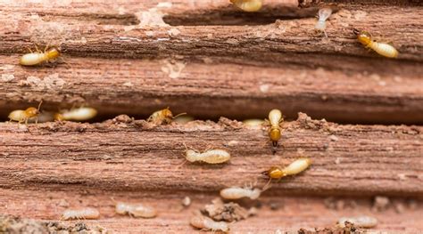 Termite Droppings How To Spot Termite Poop Vs Saw Dust In Your House