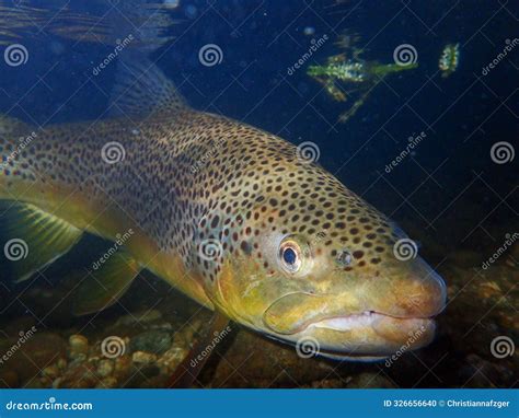 Large Brown Trout Caught And Released While Fly Fishing In Downtown