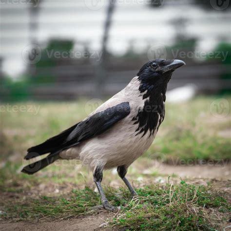 Common Black And Gray Crow Close Up Outdoors 8368418 Stock Photo At