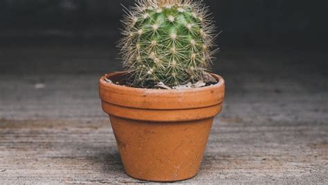 Can You Have Sex With Uti All Your Queries About Intercourse During Urinary Tract Infection