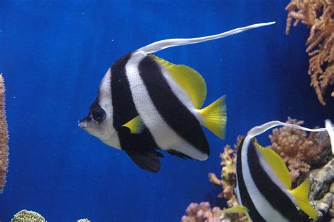 Black And White Striped Ocean Fish