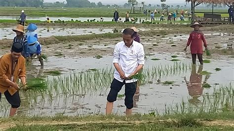 Kunjungan Kerja Ke Tuban Presiden Jokowi Turun Ke Sawah Tanam Padi