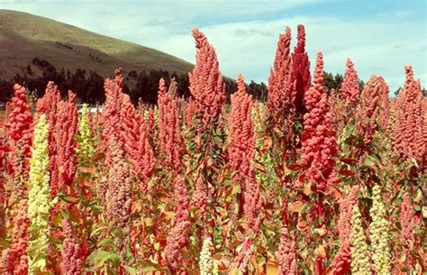 Quinoa Cultivation Information Guide | Asia Farming