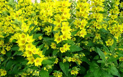 вербейник обыкновенный | Plants, Edible wild plants, Tall plants