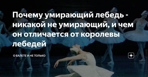 Почему умирающий лебедь - никакой не умирающий, и чем он отличается от ...