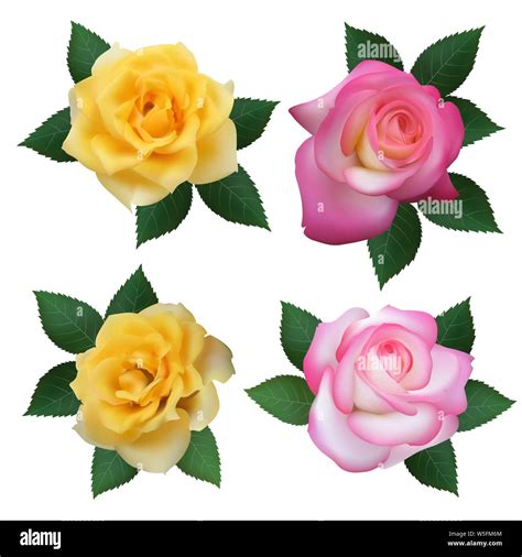 Karmesinrote rosen Stock-Vektorgrafiken kaufen - Alamy