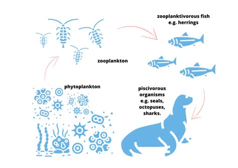 Marine food chain - TupTupTup.org.pl