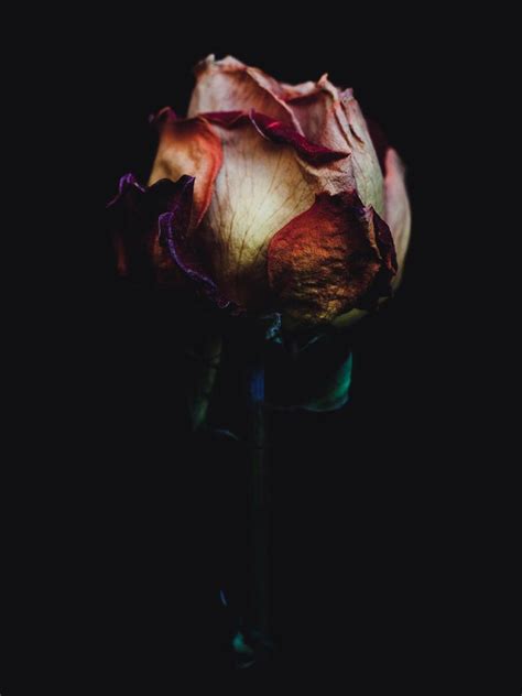 decaying flowers  poignant representation  beauty  decay