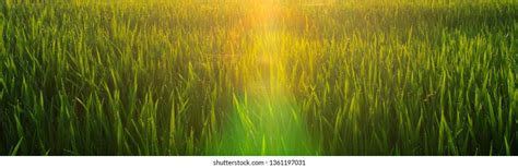 Background Sunlight Dew Objects Rice Water Stock Photo 1361197031