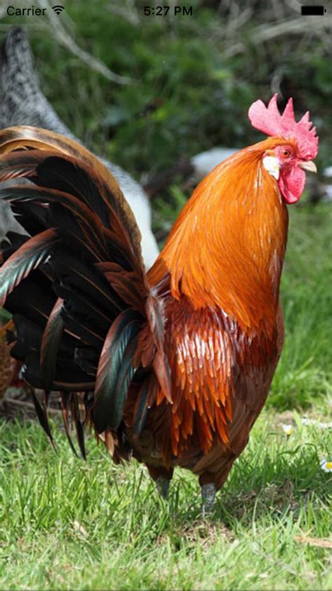 Rooster Sound Rooster Crowing Sound For Iphone Download