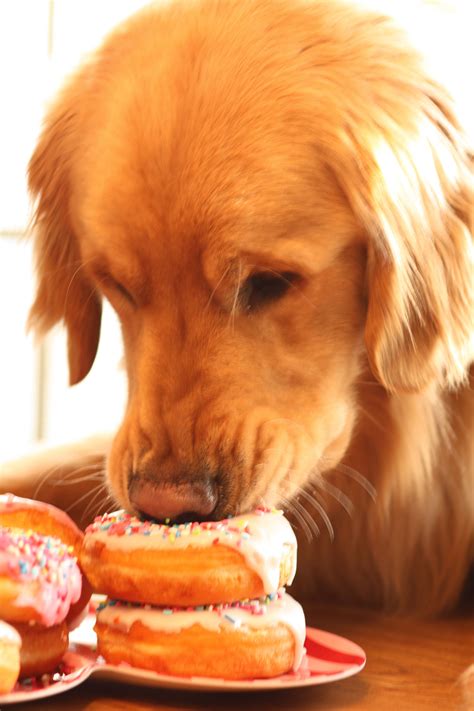 What Golden Retriever Can Eat