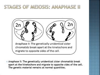 Meiosis Sex Cell Reproduction PowerPoint Editable By Mizzz Foster