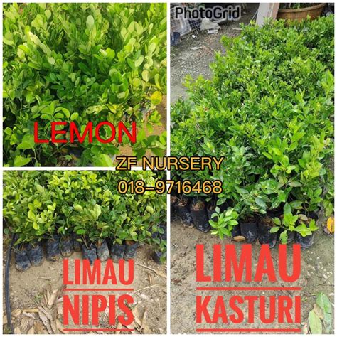 Anak Pokok Limau Nipis Tut Hybrid Nursery Selangor