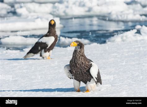 Steller S Sea Eagle Haliaeetus Pelagicus Rausu Offshore Hokkaido