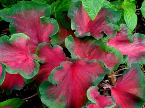 10 Caladium Full Sun Lovers For The Sunny Garden Bed Harvest Indoor