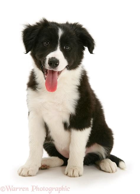 Border Collie Black White - Dog: Black-and-white Border Collie pup photo WP20489
