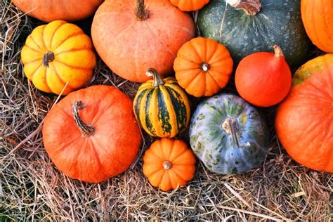 Правила уборки тыквы: сроки, особенности хранения