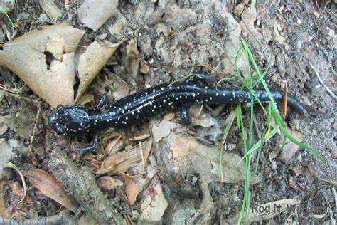 Amphibians Frogs Toads And Salamanders