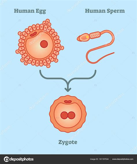 Female Egg Diagram