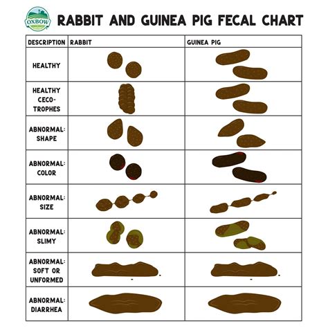 The Scoop On Small Pet Poop Normal Abnormal And Everything In Between
